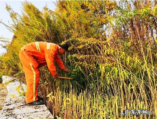 “恶魔之花”入侵河南,万一控制不住会有什么后果?