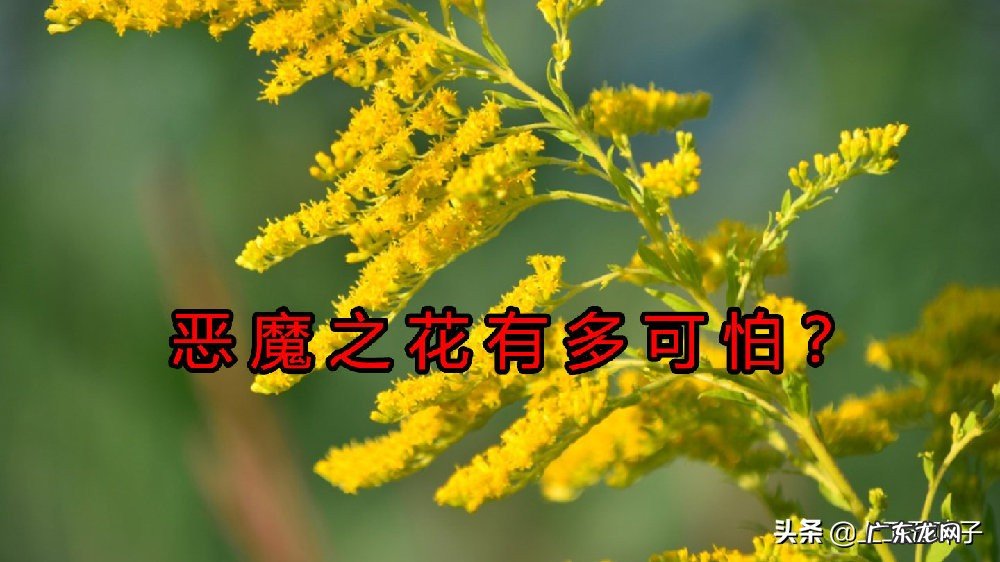 “恶魔之花”入侵河南,万一控制不住会有什么后果?