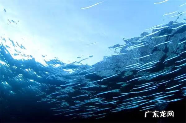 炸马步鱼的做法 马步鱼的做法大全