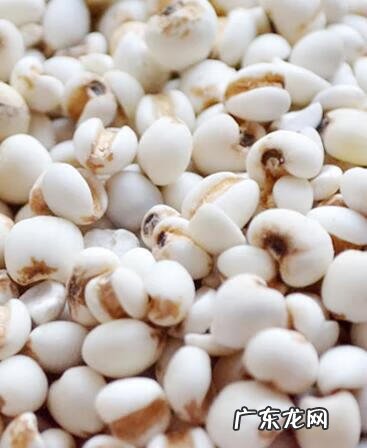 薏米的副作用有哪些