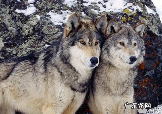 首席狼宠 狼宠知乎