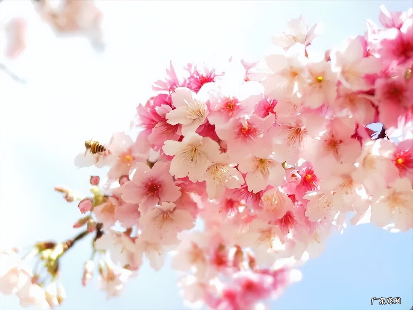 风水平面布局图