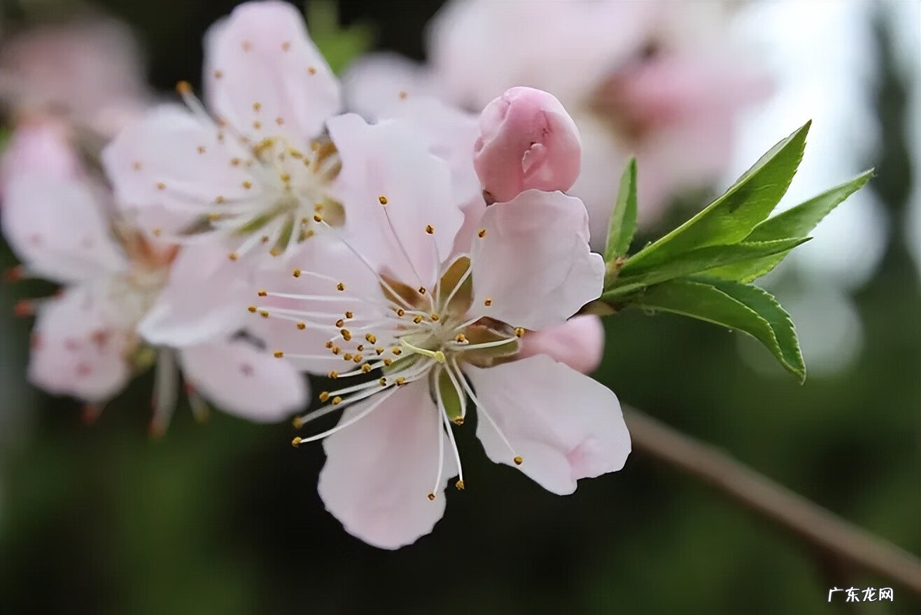 风水平面布局图