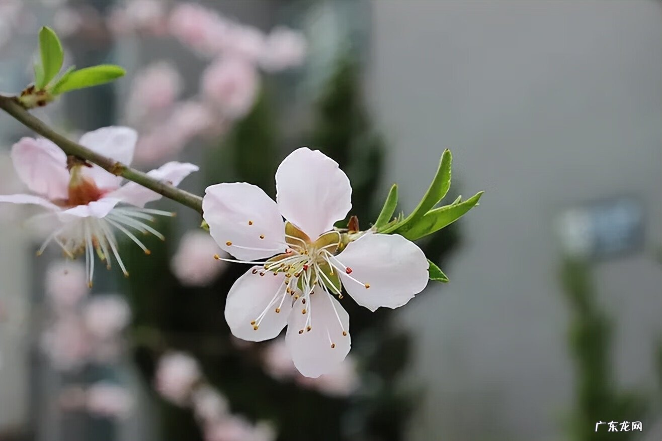 风水平面布局图