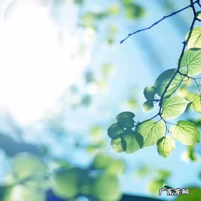 梦之泉 语泉教育