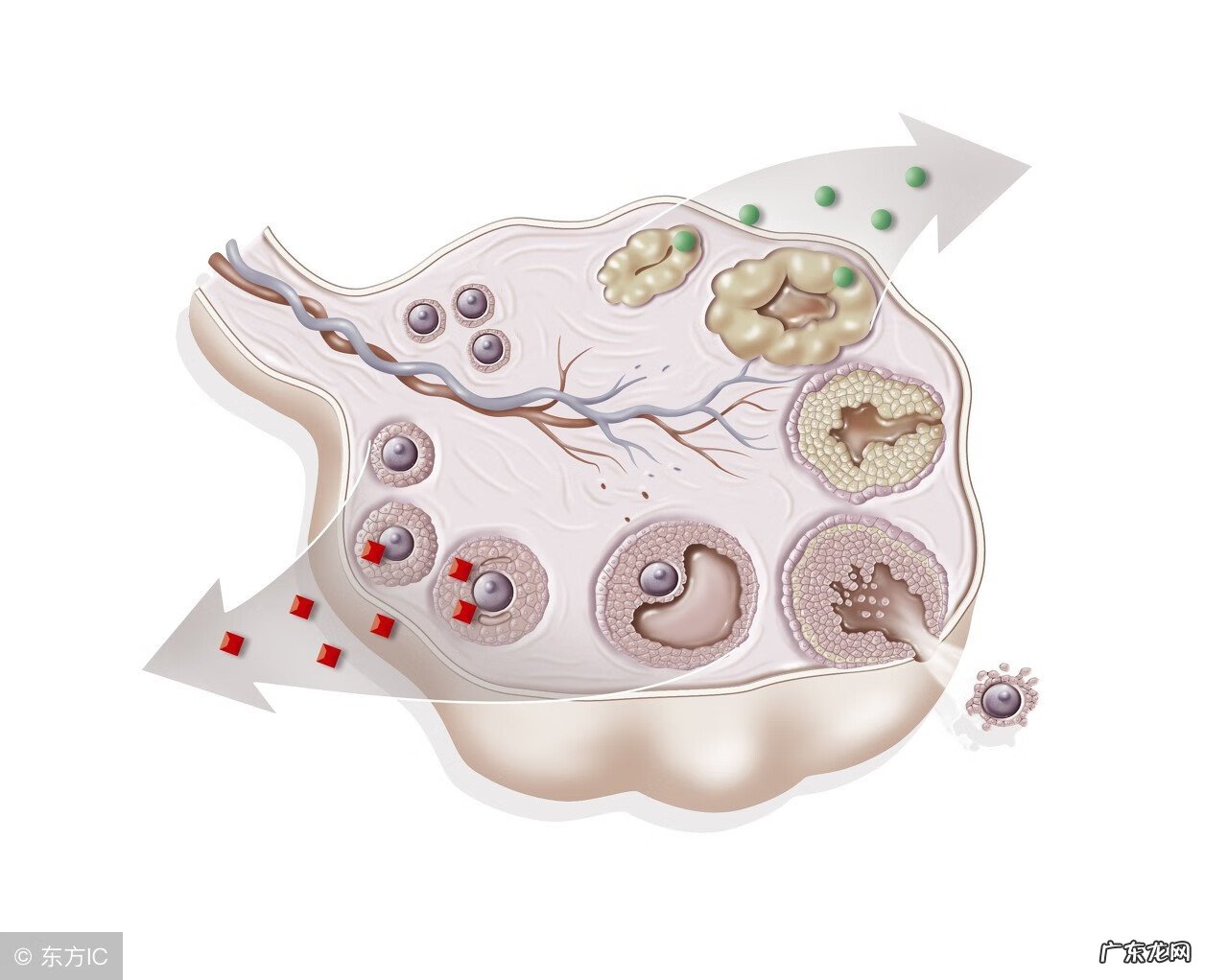 排卵试纸连续6天强阳 排卵试纸强阳会持续多久