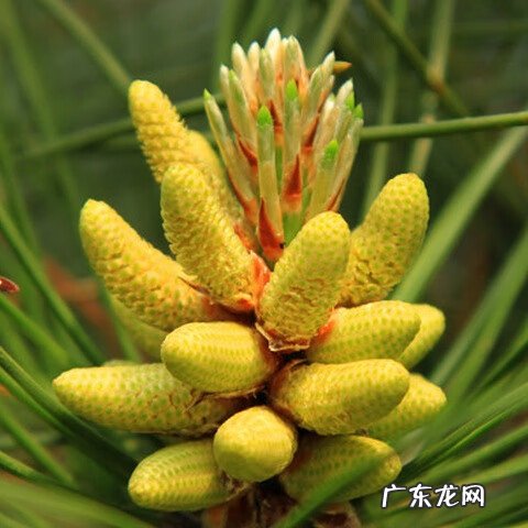 松花粉的作用与功能主治 松花粉的功效与主治