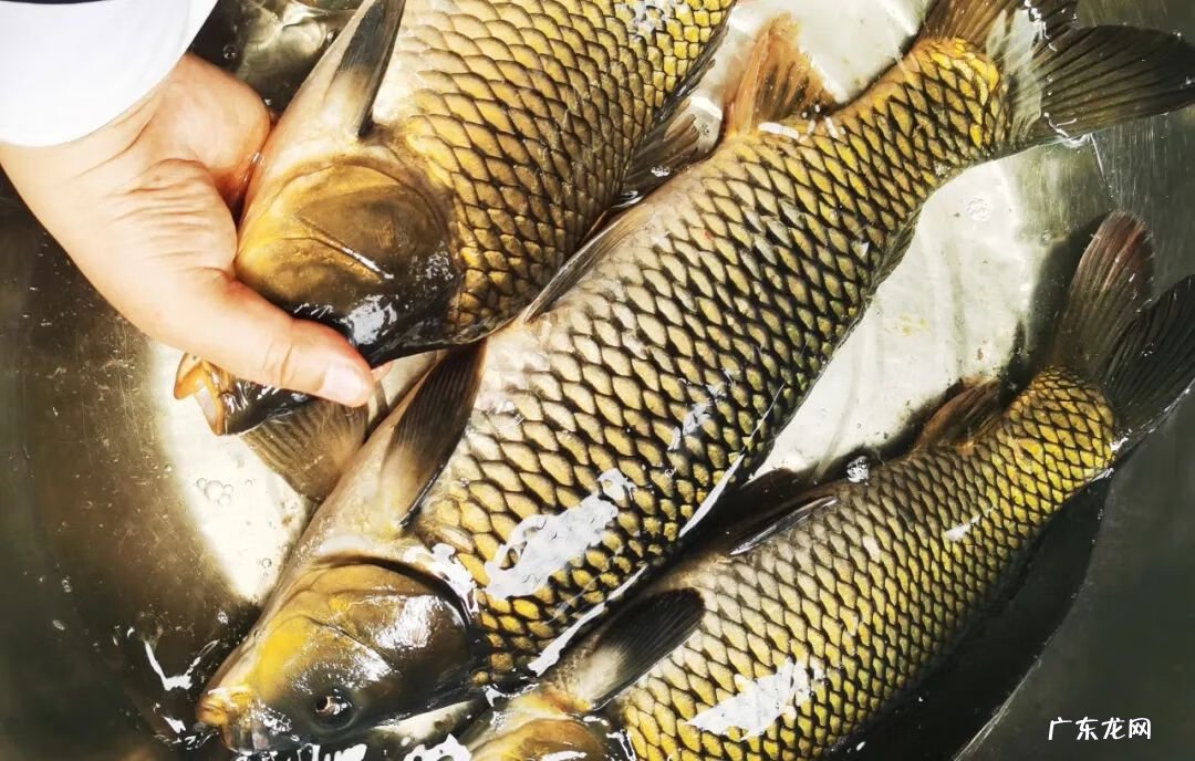 一绳牵九牛风水宝地 一索牵九牛风水地