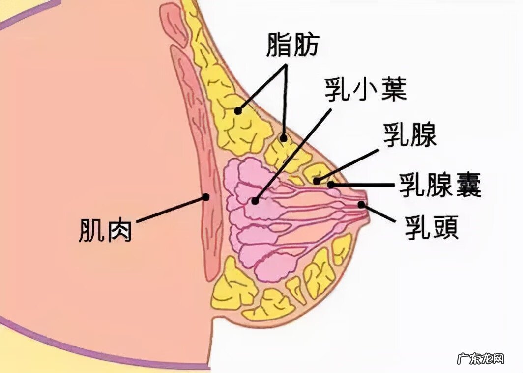 吃什么瘦胸最快最有效 吃什么瘦胸最快