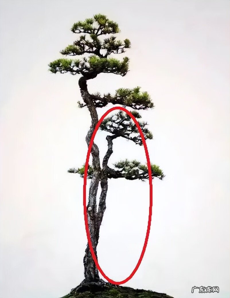 各种树木图片大全 风水树木的方位图片