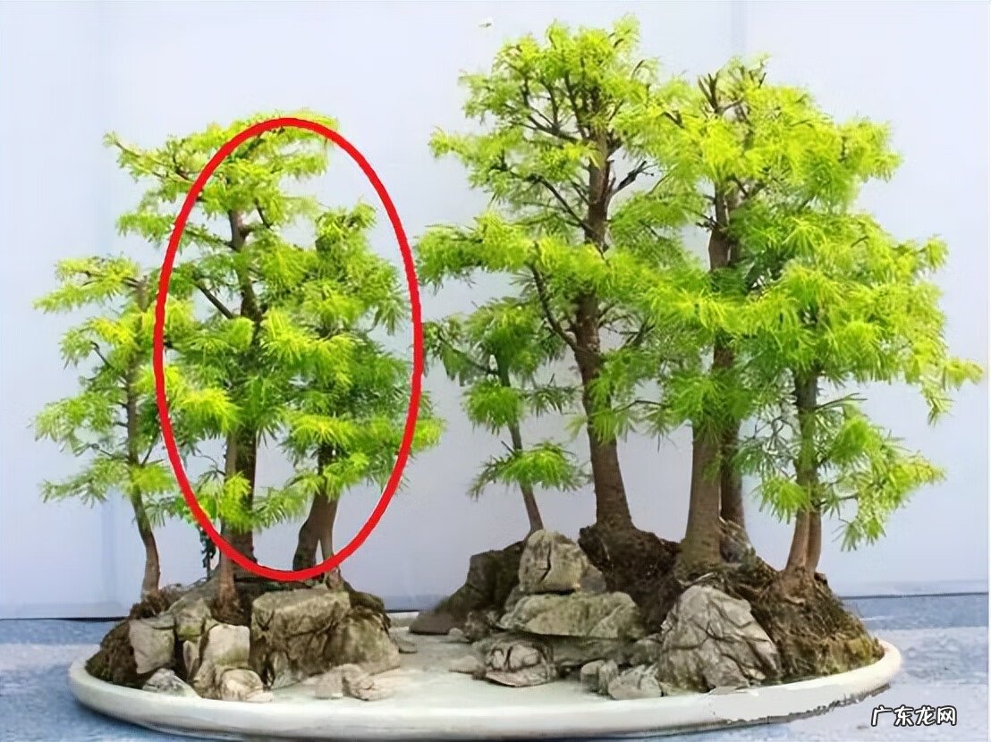 各种树木图片大全 风水树木的方位图片