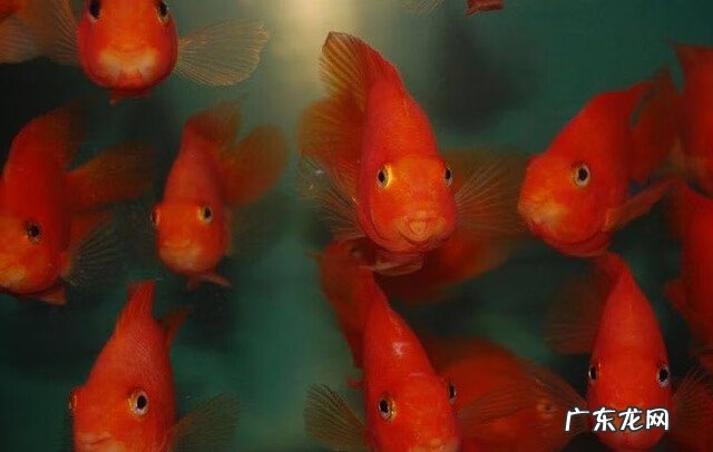 风水养鱼什么讲究 养鱼有没有什么风水讲究