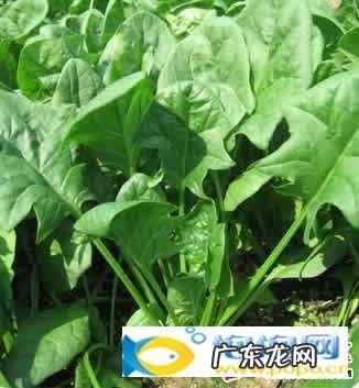 哪些食物小孩子不能吃?