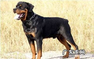 有些人上街牵绳遛狗,但一进公园就把狗绳解开了,这是什么心态?