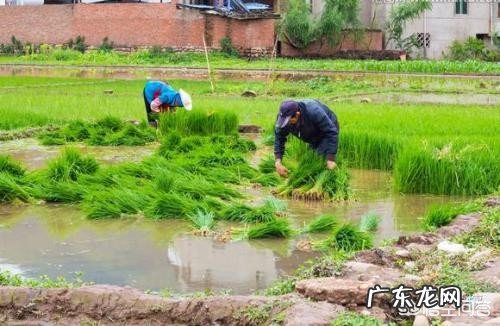 怎样快速美白晒黑的胳膊?