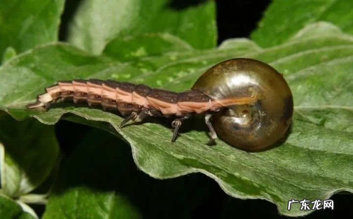 我们小时候随处可见的萤火虫,为什么现在消失了?