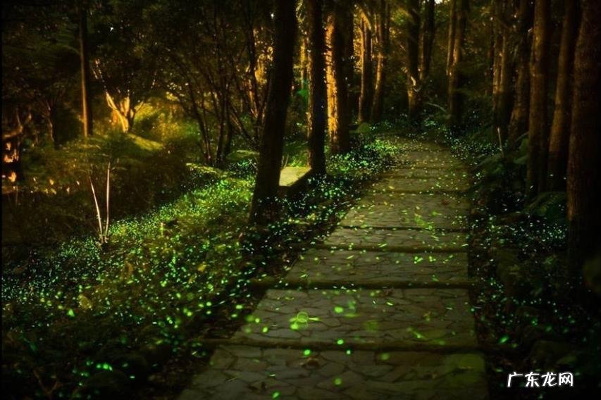 我们小时候随处可见的萤火虫,为什么现在消失了?