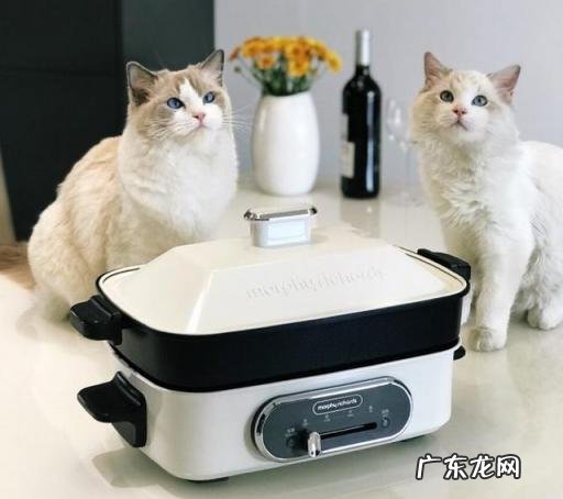 摩飞多功能料理锅mr9088尺寸 多功能锅哪个牌子好用