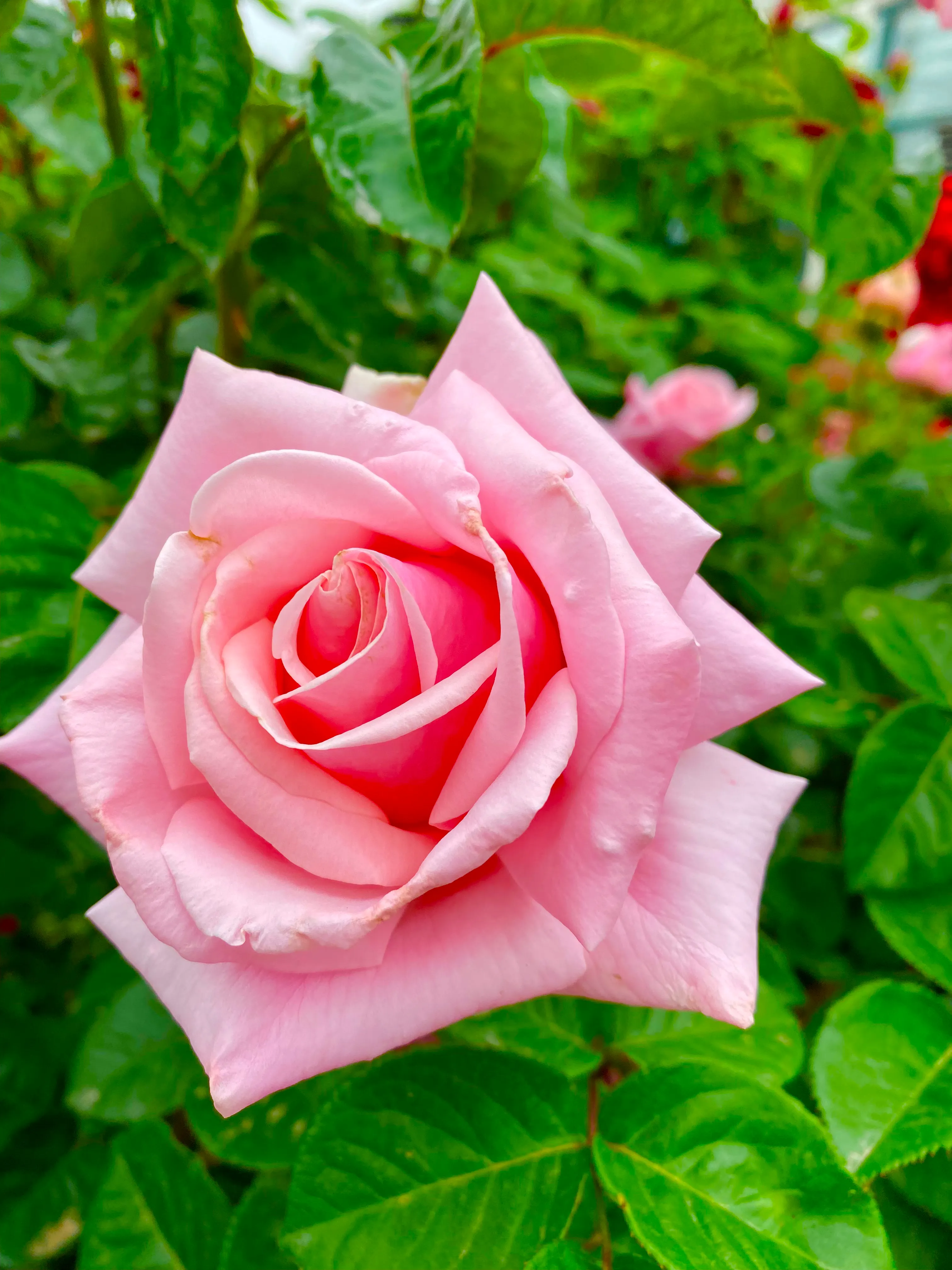 月季花好养吗？