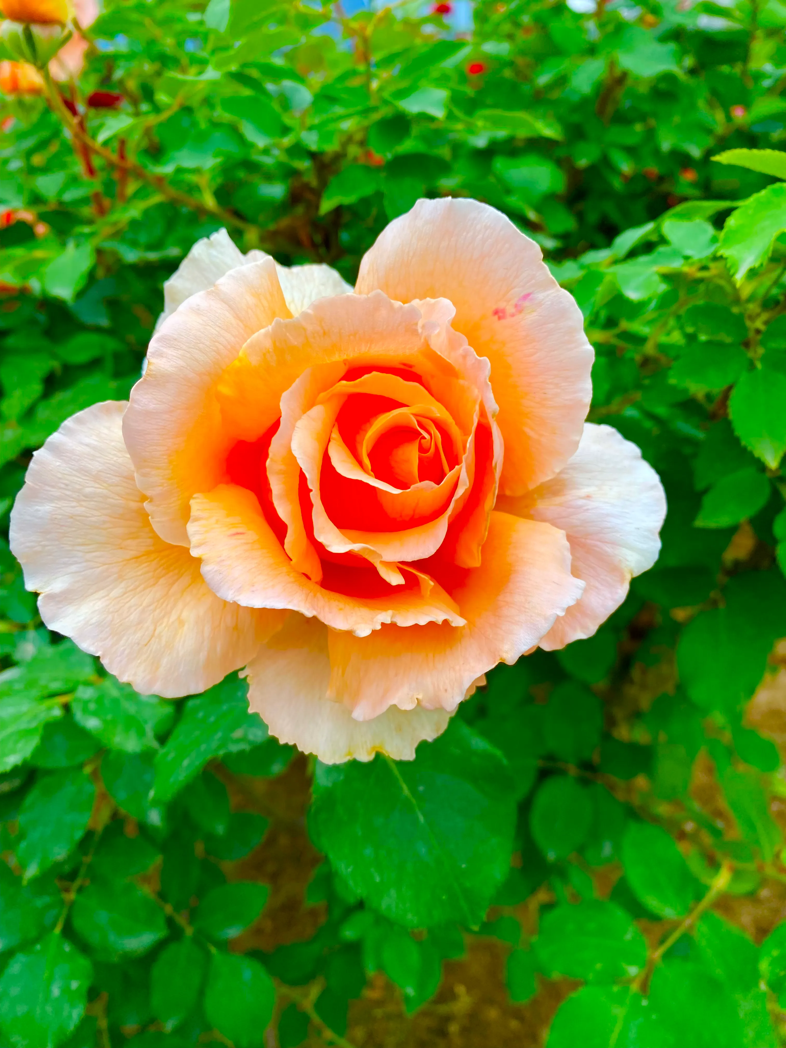 月季花好养吗？