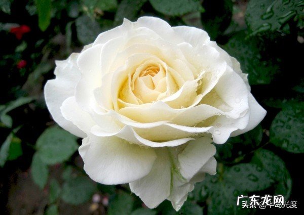 月季花好养吗？