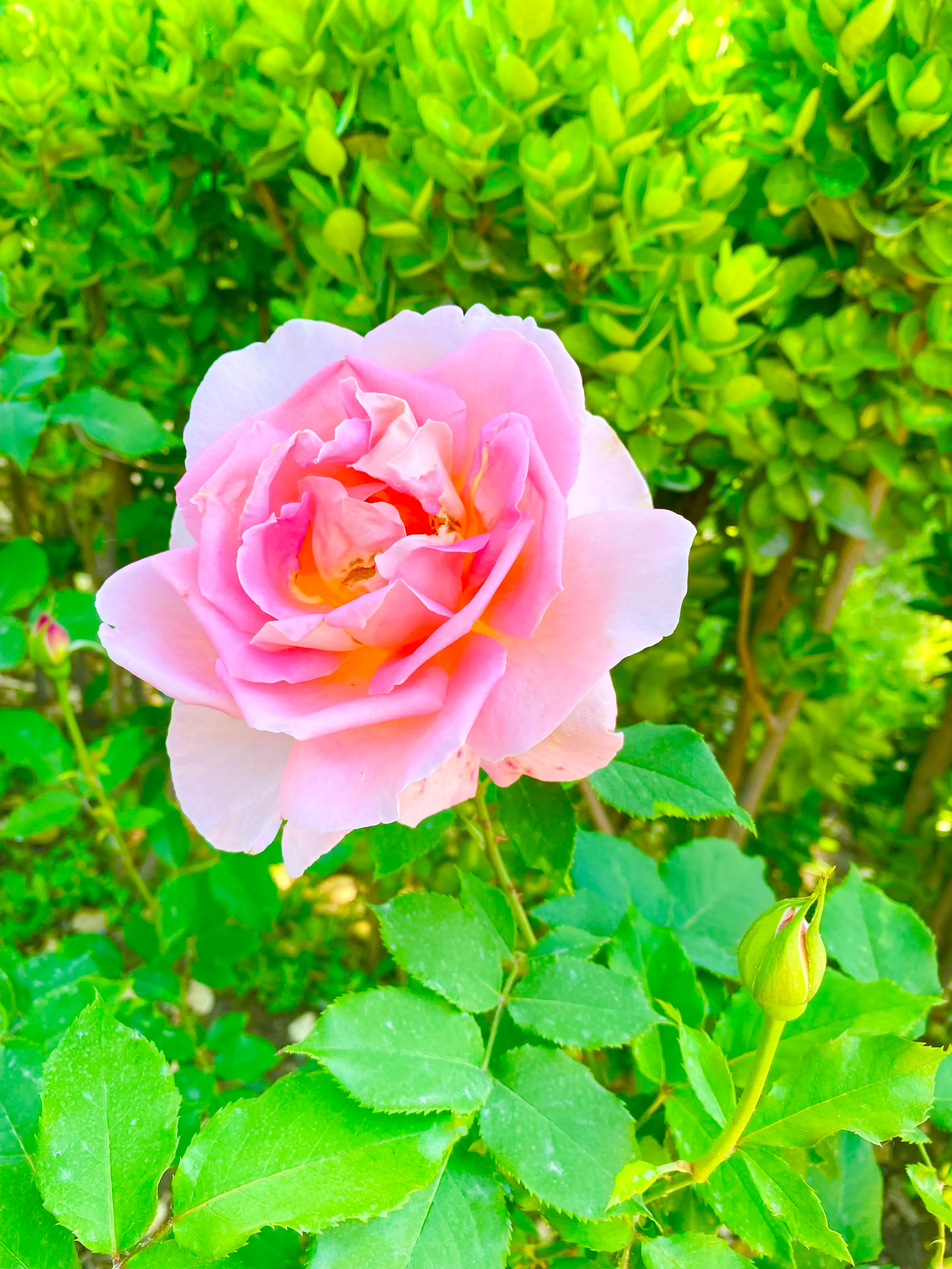 月季花好养吗？