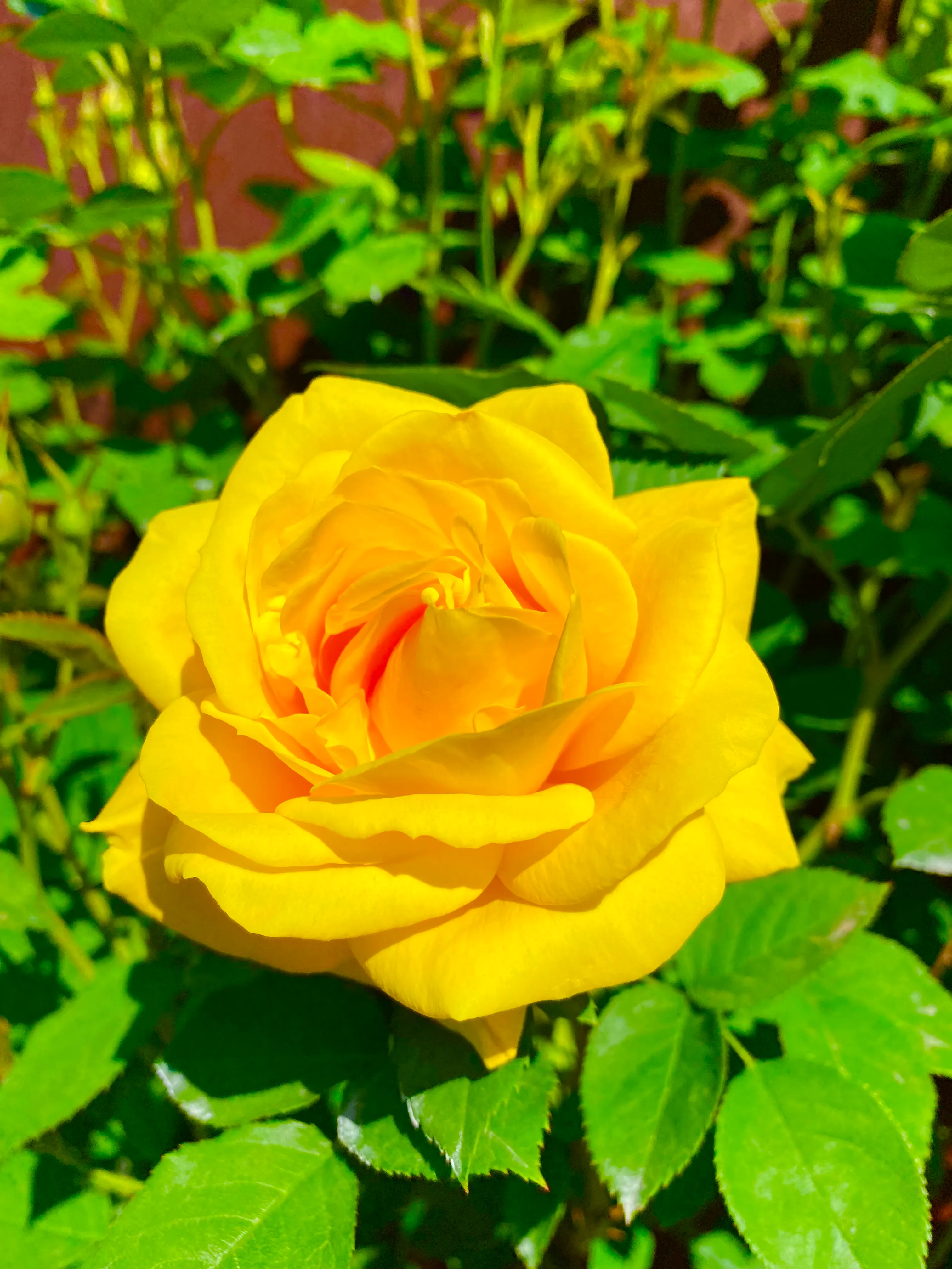 月季花好养吗？