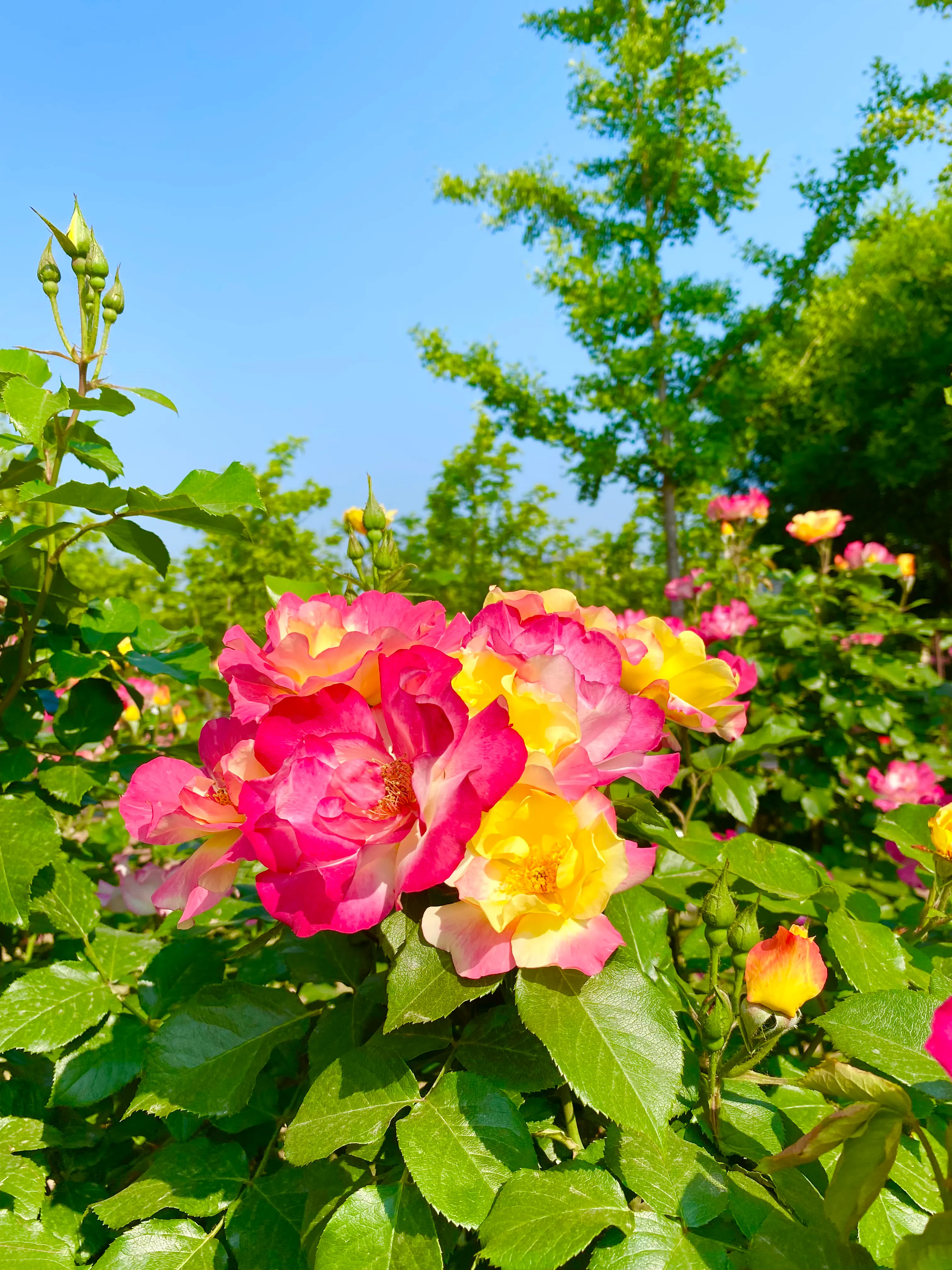 月季花好养吗？