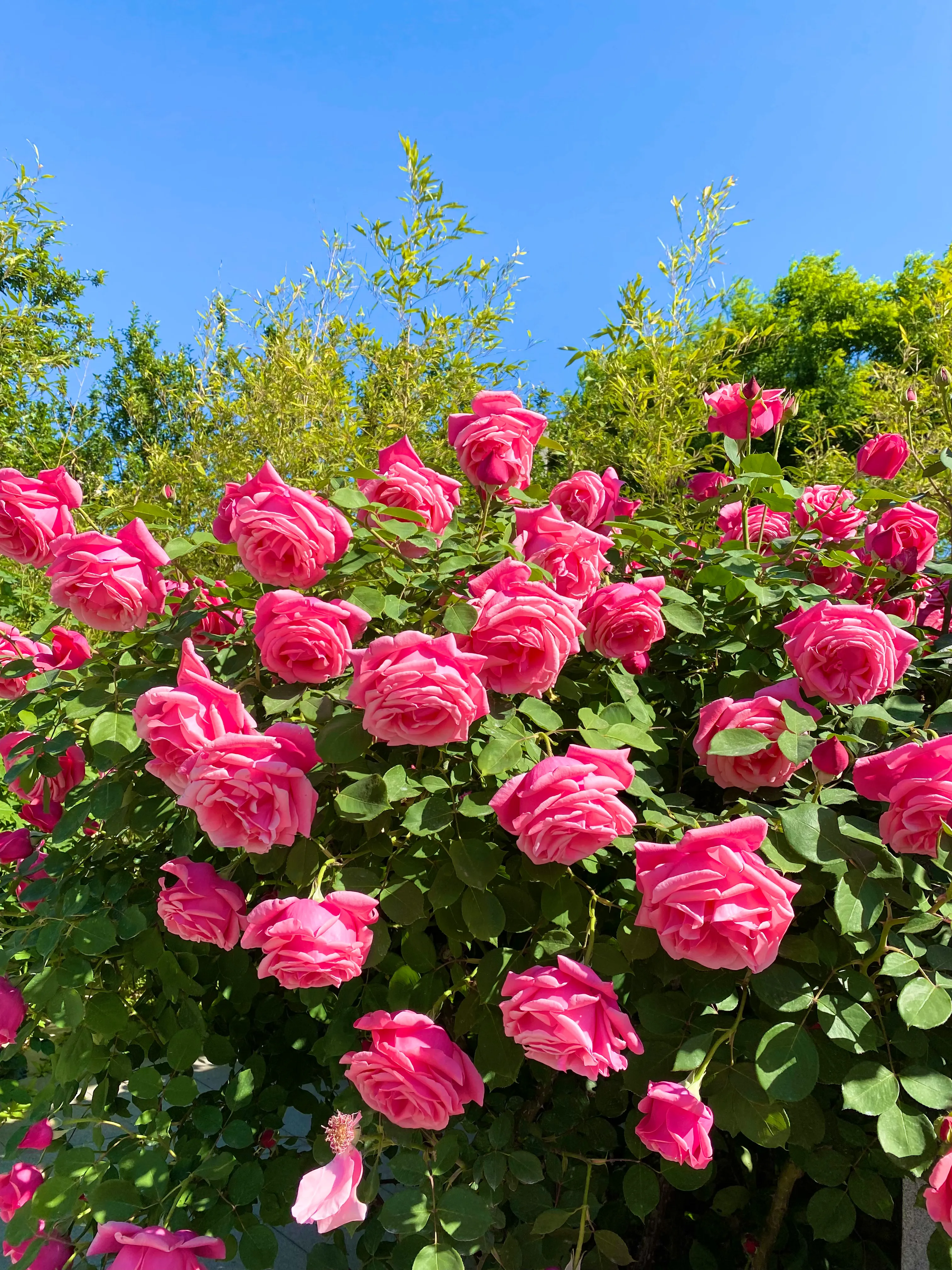 月季花好养吗？