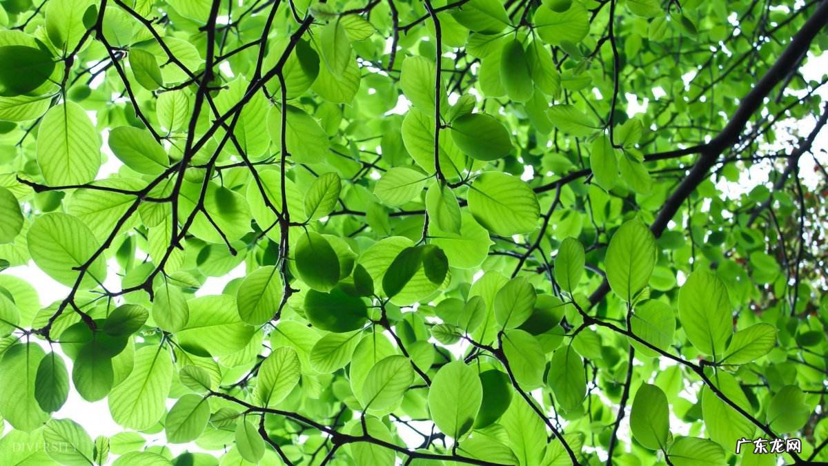 十二生肖哪个生肖智商最高?哪个生肖最有本事?