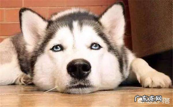 有哪些适合单身族饲养的宠物?