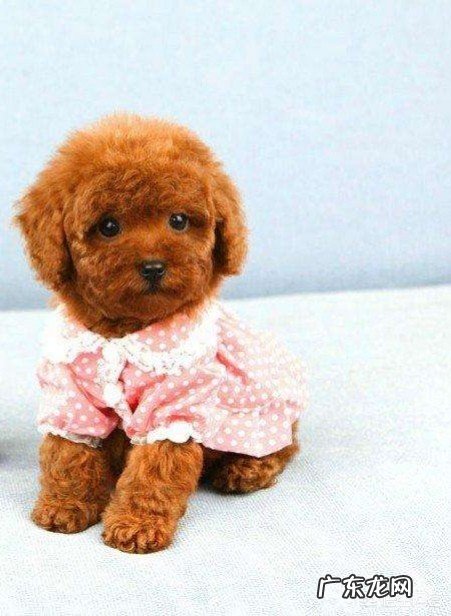 有哪些适合单身族饲养的宠物?