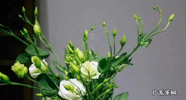 您对“万物皆有灵,草木亦有心”这两句话是怎样理解的?