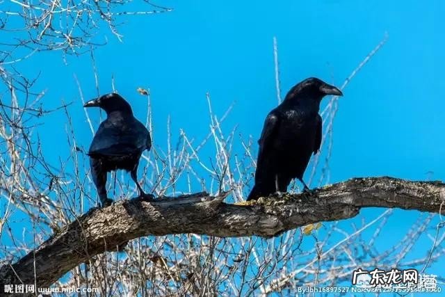 描写柳的诗句很多，你最喜欢哪一句？