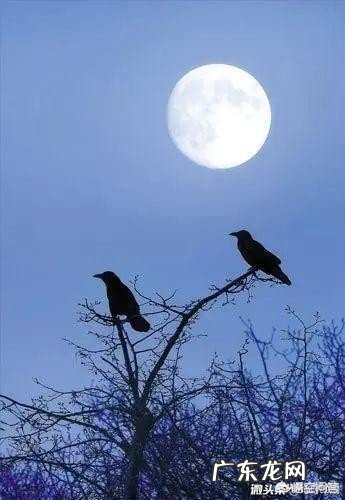 描写柳的诗句很多，你最喜欢哪一句？