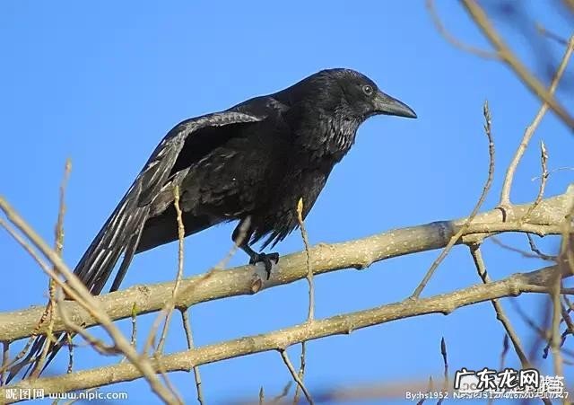 描写柳的诗句很多，你最喜欢哪一句？