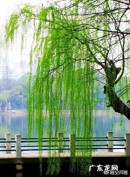描写柳的诗句很多，你最喜欢哪一句？