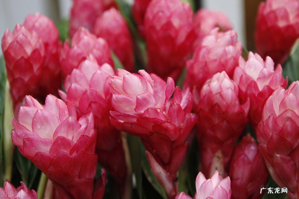 大姜开花是什么原因?