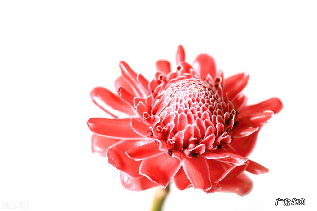 大姜开花是什么原因?