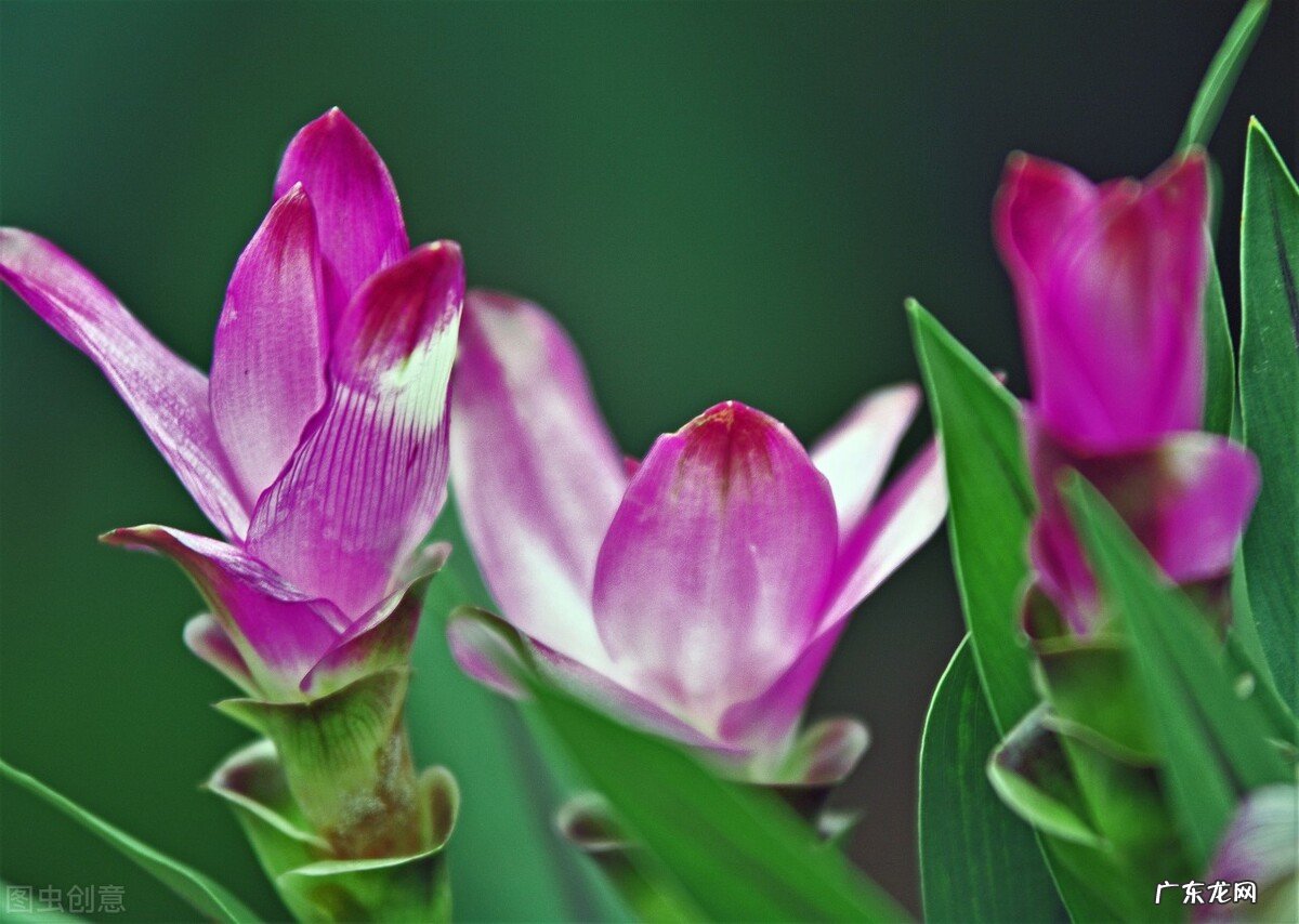 大姜开花是什么原因?