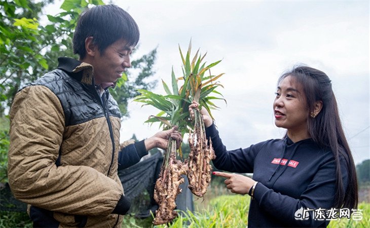 大姜开花是什么原因?
