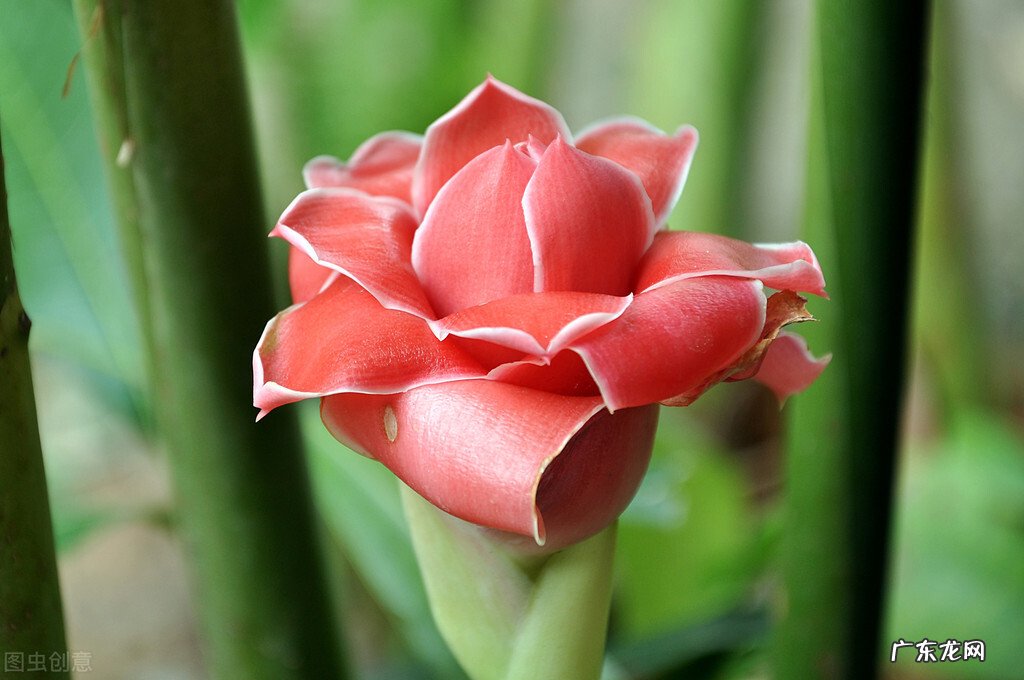 大姜开花是什么原因?