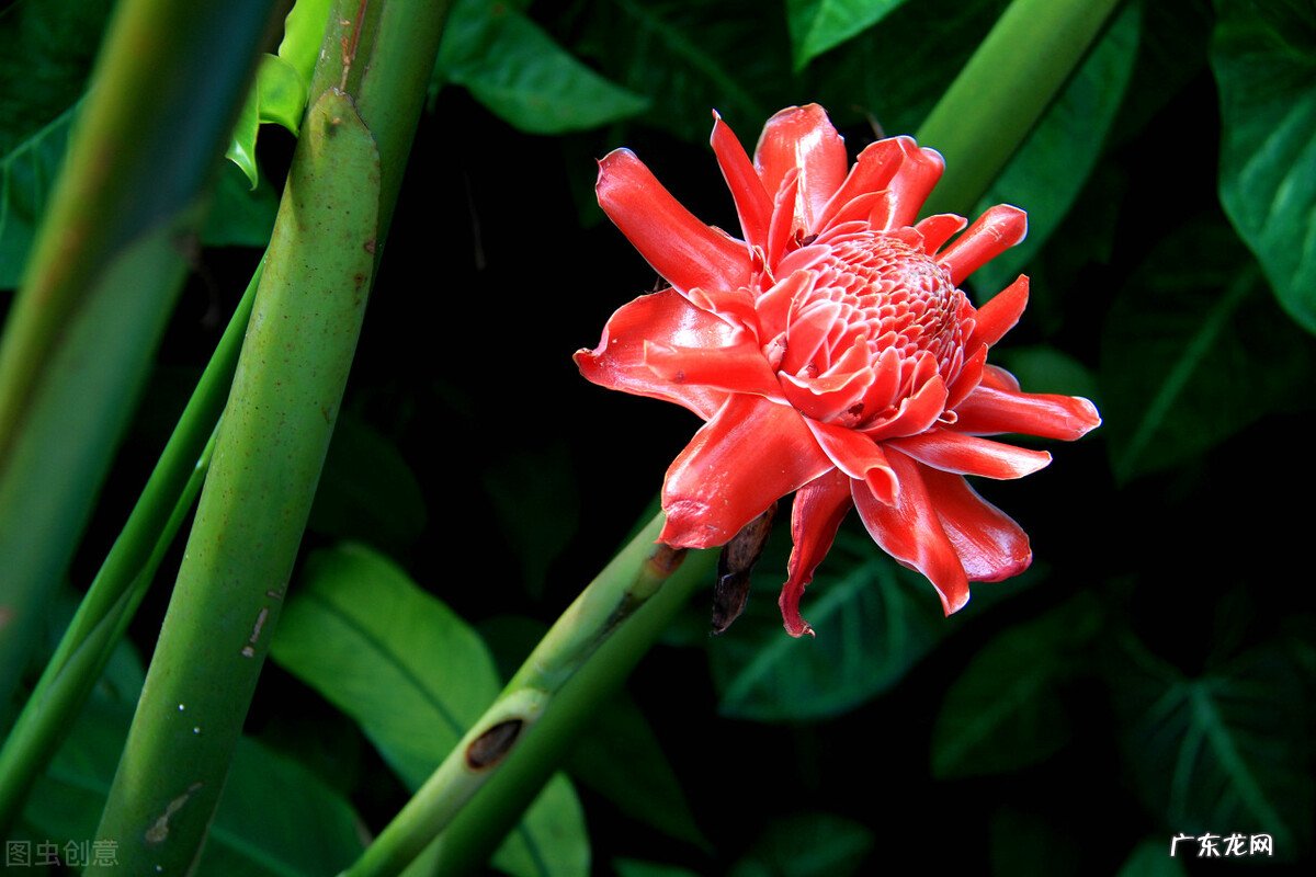 大姜开花是什么原因?