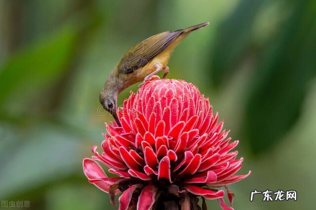 大姜开花是什么原因?