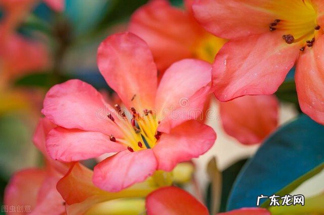 大姜开花是什么原因?