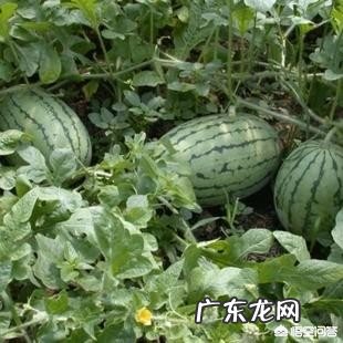 怎样辨别西瓜熟透了吗?