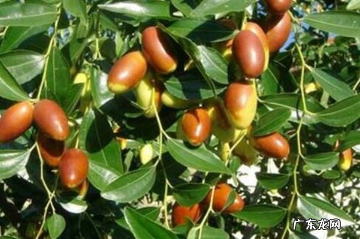 枣树有哪些品种?分别适合哪些地区种植?