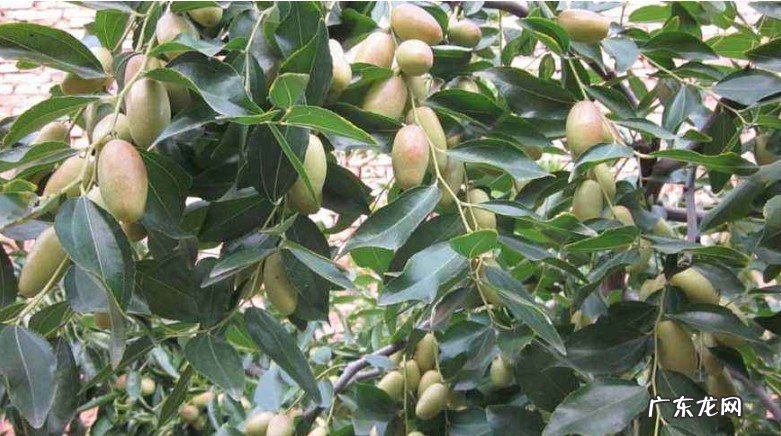 枣树有哪些品种?分别适合哪些地区种植?