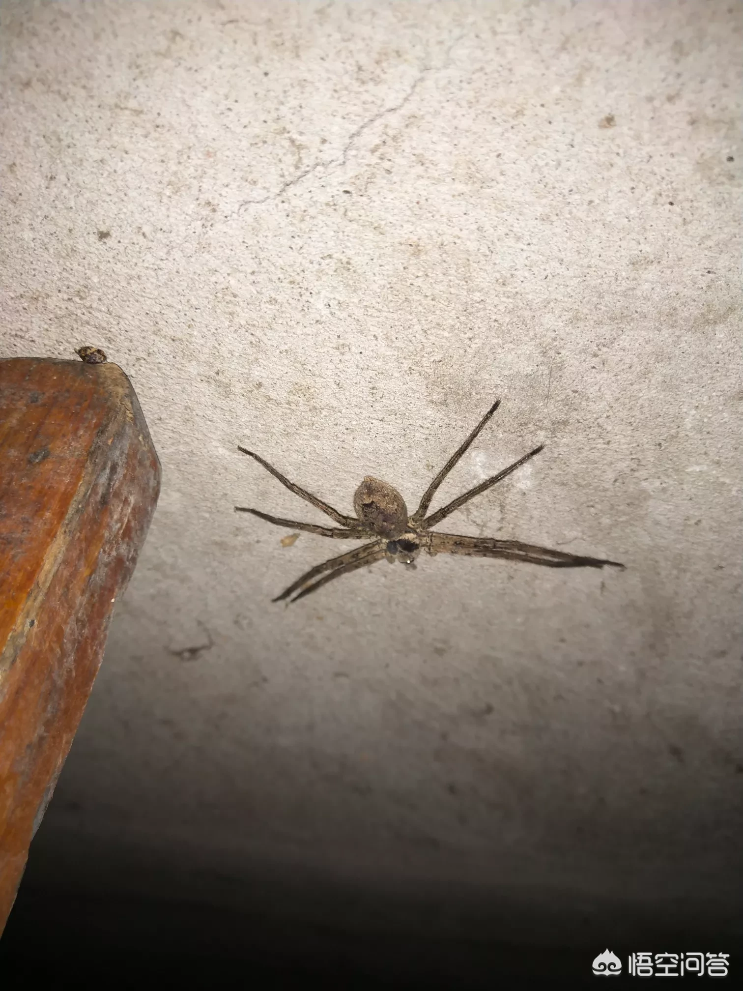 家里有大蜘蛛怎么办?