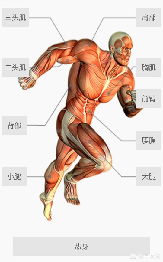 普通上班族在家如何增重练出腹肌胸肌？